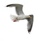 Seagull Wall Decal