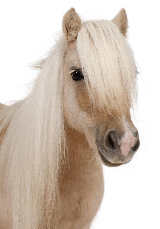 Shetland Pony Wall Decal