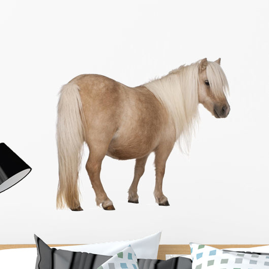 Palomino Shetland Pony Equus Wall Decal