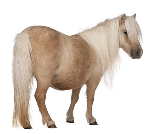 Palomino Shetland Pony Equus Wall Decal