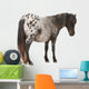 Appaloosa Miniature Horse Wall Decal