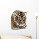 Sumatran Tiger Cub Wall Decal