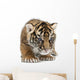 Sumatran Tiger Cub Wall Decal