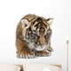 Sumatran Tiger Cub Wall Decal