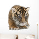 Sumatran Tiger Cub Wall Decal