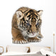 Sumatran Tiger Cub Wall Decal