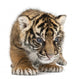 Sumatran Tiger Cub Wall Decal