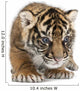 Sumatran Tiger Cub Wall Decal