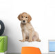 Golden Retriever puppy Wall Decal