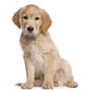 Golden Retriever puppy Wall Decal