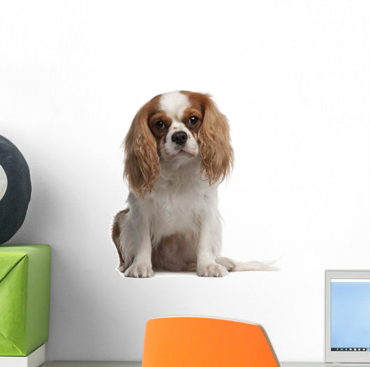 Cavalier King Charles Spaniel Wall Decal