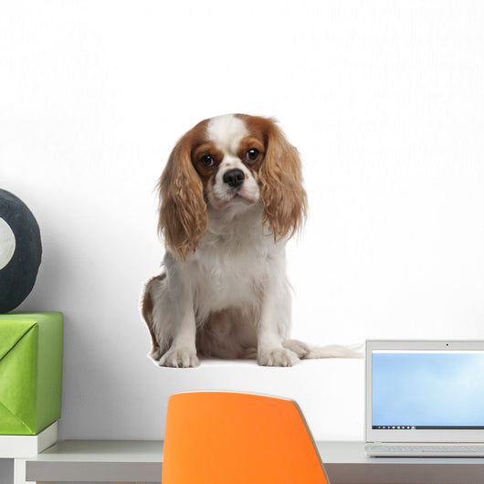 Cavalier King Charles Spaniel Wall Decal