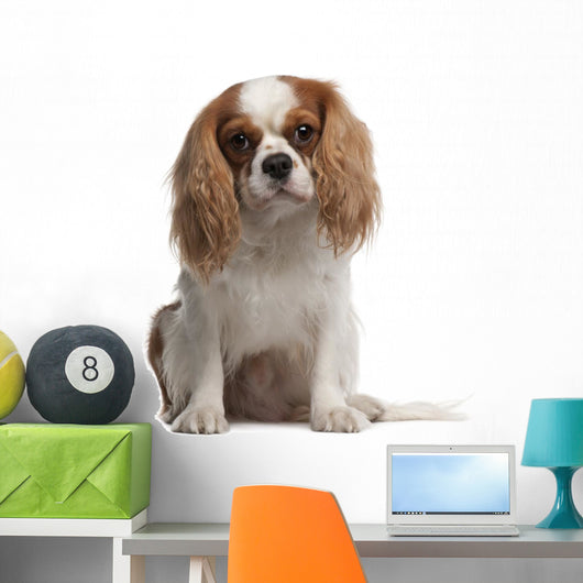 Cavalier King Charles Spaniel Wall Decal