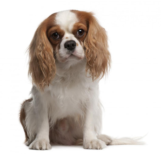 Cavalier King Charles Spaniel Wall Decal