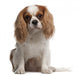 Cavalier King Charles Spaniel Wall Decal