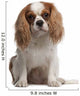 Cavalier King Charles Spaniel Wall Decal