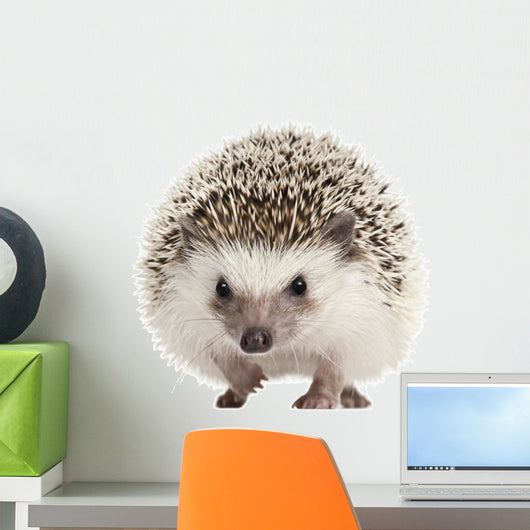 Pet Decals - Four-toed Hedgehog, Atelerix albiventris, 2 years old Wall Decal