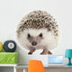 Pet Decals - Four-toed Hedgehog, Atelerix albiventris, 2 years old Wall Decal