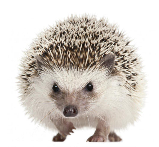 Pet Decals - Four-toed Hedgehog, Atelerix albiventris, 2 years old Wall Decal
