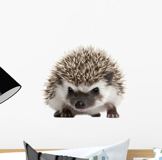 Pet Decals - Four-toed Hedgehog, Atelerix albiventris, 3 weeks old Wall Decal