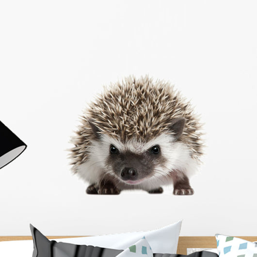 Pet Decals - Four-toed Hedgehog, Atelerix albiventris, 3 weeks old Wall Decal