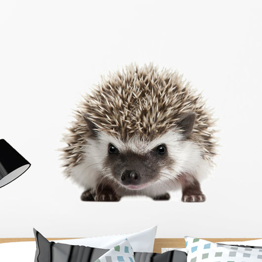 Pet Decals - Four-toed Hedgehog, Atelerix albiventris, 3 weeks old Wall Decal