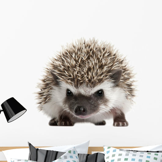 Pet Decals - Four-toed Hedgehog, Atelerix albiventris, 3 weeks old Wall Decal