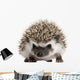 Pet Decals - Four-toed Hedgehog, Atelerix albiventris, 3 weeks old Wall Decal