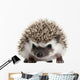Pet Decals - Four-toed Hedgehog, Atelerix albiventris, 3 weeks old Wall Decal