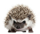 Pet Decals - Four-toed Hedgehog, Atelerix albiventris, 3 weeks old Wall Decal
