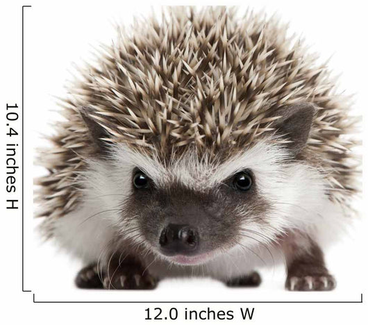 Pet Decals - Four-toed Hedgehog, Atelerix albiventris, 3 weeks old Wall Decal