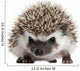 Pet Decals - Four-toed Hedgehog, Atelerix albiventris, 3 weeks old Wall Decal