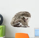 Four-Toed Hedgehogs Atelerix Albiventris 3 Weeks Old Wall Decal