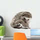 Four-Toed Hedgehogs Atelerix Albiventris 3 Weeks Old Wall Decal
