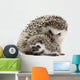 Four-Toed Hedgehogs Atelerix Albiventris 3 Weeks Old Wall Decal