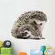 Four-Toed Hedgehogs Atelerix Albiventris 3 Weeks Old Wall Decal