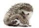 Four-Toed Hedgehogs Atelerix Albiventris 3 Weeks Old Wall Decal