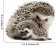 Four-Toed Hedgehogs Atelerix Albiventris 3 Weeks Old Wall Decal