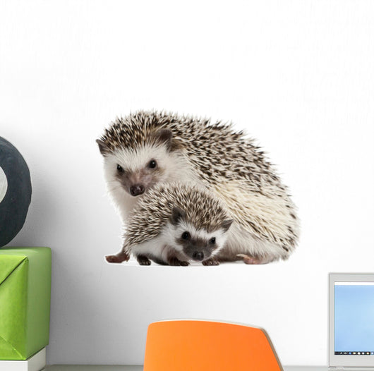 Pet Decals - Four-toed Hedgehogs, Atelerix albiventris Wall Decal