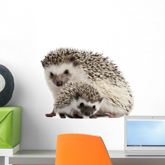 Pet Decals - Four-toed Hedgehogs, Atelerix albiventris Wall Decal