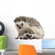 Pet Decals - Four-toed Hedgehogs, Atelerix albiventris Wall Decal
