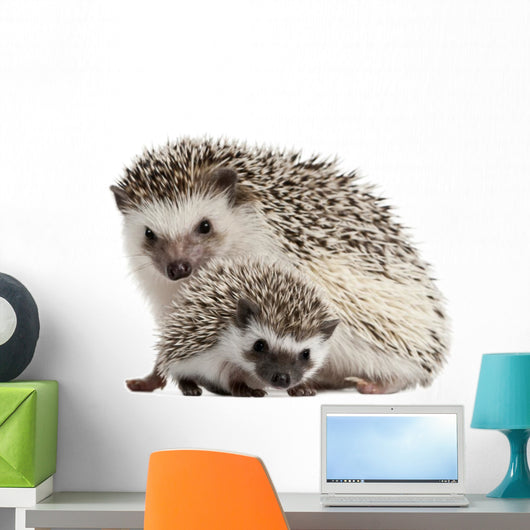 Pet Decals - Four-toed Hedgehogs, Atelerix albiventris Wall Decal