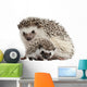 Pet Decals - Four-toed Hedgehogs, Atelerix albiventris Wall Decal
