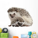 Pet Decals - Four-toed Hedgehogs, Atelerix albiventris Wall Decal