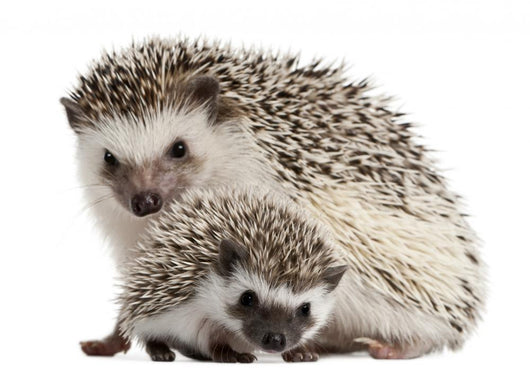 Pet Decals - Four-toed Hedgehogs, Atelerix albiventris Wall Decal