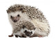Pet Decals - Four-toed Hedgehogs, Atelerix albiventris Wall Decal