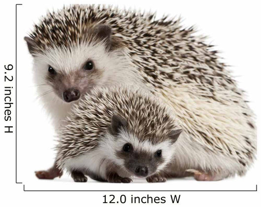 Pet Decals - Four-toed Hedgehogs, Atelerix albiventris Wall Decal