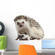 Four-toed Hedgehogs Atelerix Albiventris Wall Decal