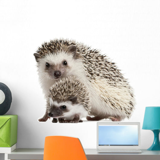 Four-toed Hedgehogs Atelerix Albiventris Wall Decal