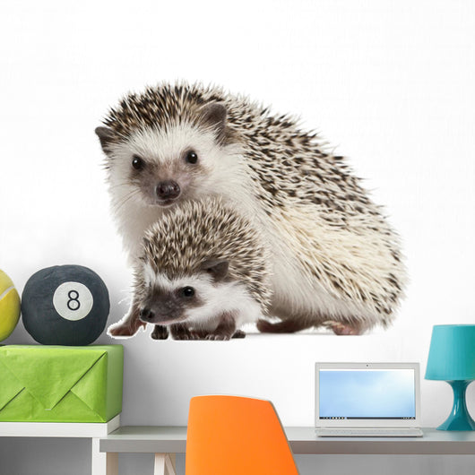 Four-toed Hedgehogs Atelerix Albiventris Wall Decal